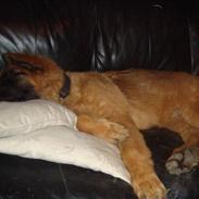 Blanding af racer Rico