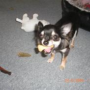 Chihuahua Thilde