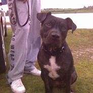 Amerikansk staffordshire terrier Zika