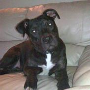 Amerikansk staffordshire terrier Zika