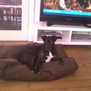 Amerikansk staffordshire terrier Zika