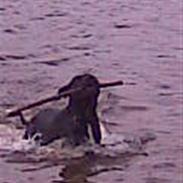 Amerikansk staffordshire terrier Zika