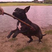 Amerikansk staffordshire terrier Zika