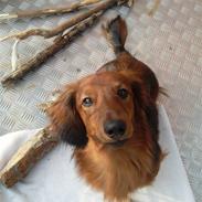 Dværggravhund Futte