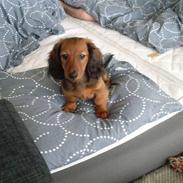 Dværggravhund Futte