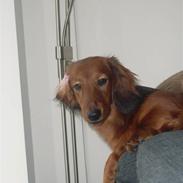 Dværggravhund Futte