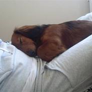 Dværggravhund Futte