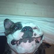 Amerikansk bulldog / Am. Stafford - Diamond