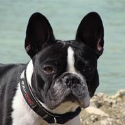 Fransk bulldog Luna