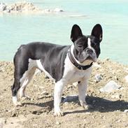 Fransk bulldog Luna