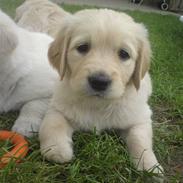 Golden retriever Smilla