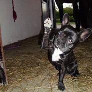 Fransk bulldog Buddy