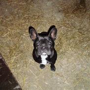 Fransk bulldog Buddy