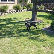 Fransk bulldog Buddy