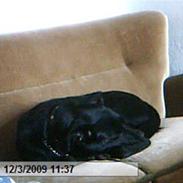 Blanding af racer bjørn