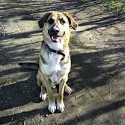 Blanding af racer Carlos