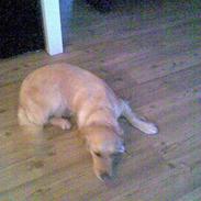 Golden retriever tiggi