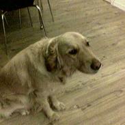 Golden retriever tiggi