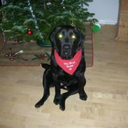 Labrador retriever Lucas Diamond Nelly