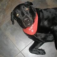 Labrador retriever Lucas Diamond Nelly