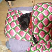 Labrador retriever Lucas Diamond Nelly