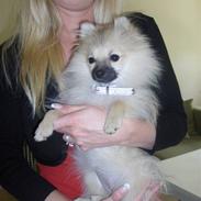 Pomeranian Alma