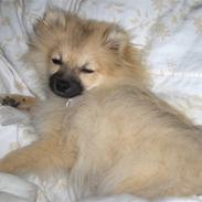 Pomeranian Alma