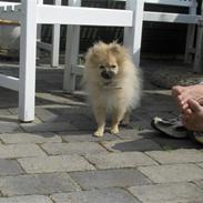 Pomeranian Alma