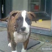 Amerikansk staffordshire terrier Basse