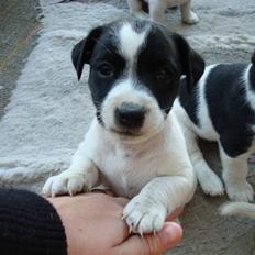 Jack russell terrier Enzo