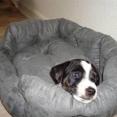 Jack russell terrier Enzo