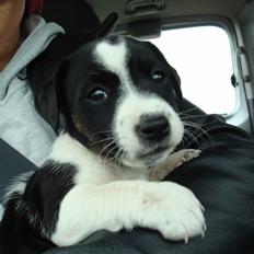 Jack russell terrier Enzo