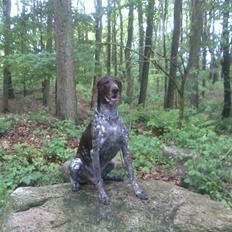 Korthåret hønsehund Sac R.I.P