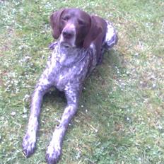 Korthåret hønsehund Sac R.I.P