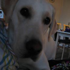 Labrador retriever Donna