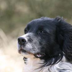 Field Trial spaniel Alf - himmelhund