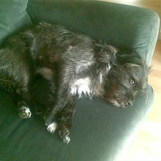 Blanding af racer mulle