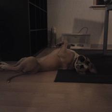 Amerikansk staffordshire terrier Tulle