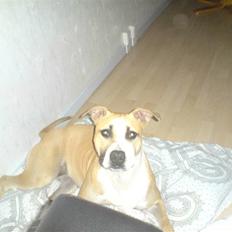 Amerikansk staffordshire terrier Tulle