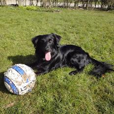 Blanding af racer Micko