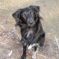 Blanding af racer Micko