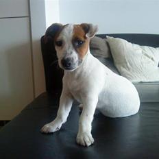 Jack russell terrier Mille