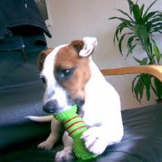 Jack russell terrier Mille