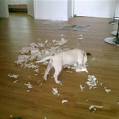 Jack russell terrier Mille