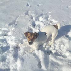 Jack russell terrier Tumle <3