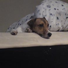 Jack russell terrier Tumle <3