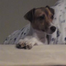 Jack russell terrier Tumle <3