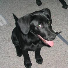 Blanding af racer Luna solgt :'(