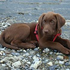 Labrador retriever Morgan