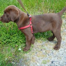 Labrador retriever Morgan